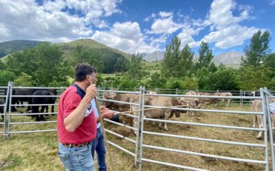 El Gobierno de Cantabria debe actuar inmediatamente para controlar la población del lobo